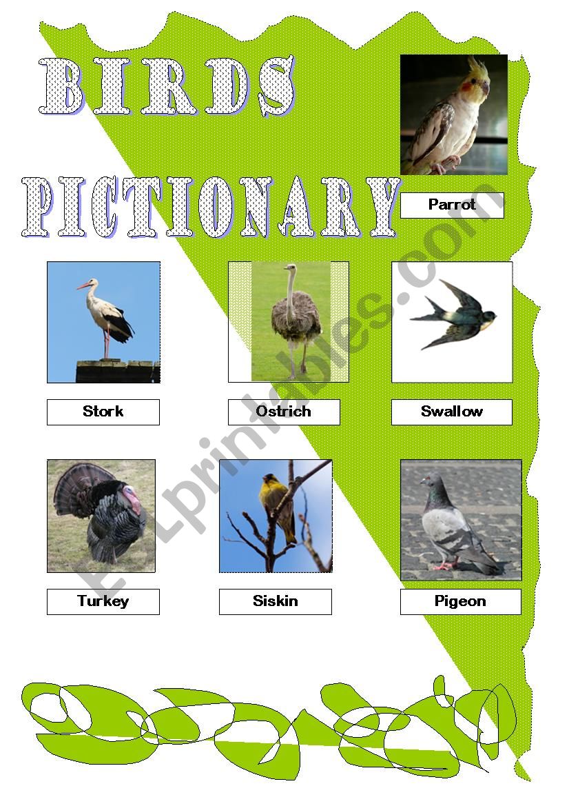 Birds. Pictionary. Part II (Reuploaded)