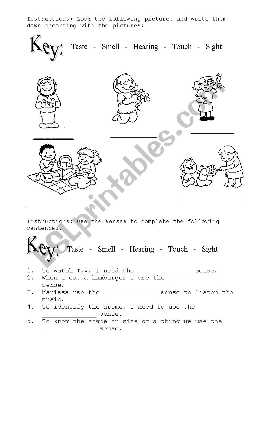 the senses worksheet