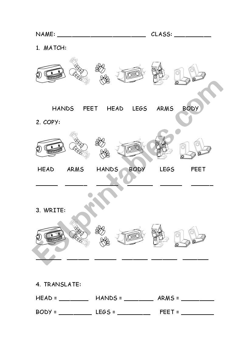 the body worksheet