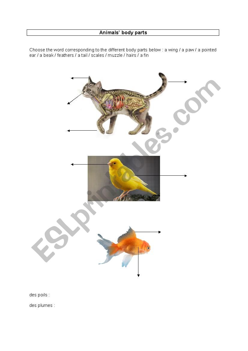 Animals body parts worksheet