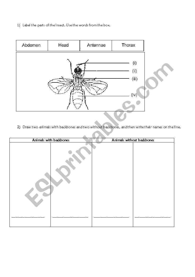 parts of the insect - animals with/out backbones