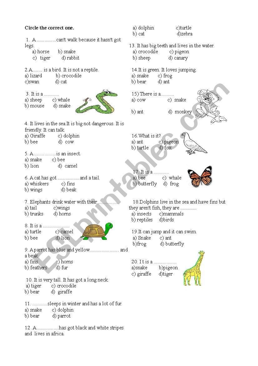 Animals  worksheet