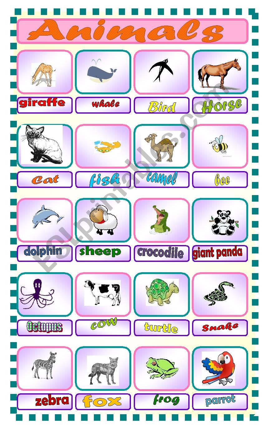 Animals  worksheet