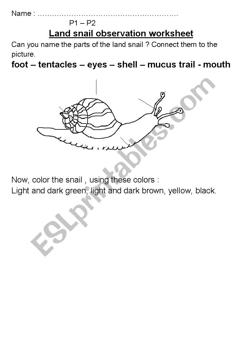 Land snail observation worksheet