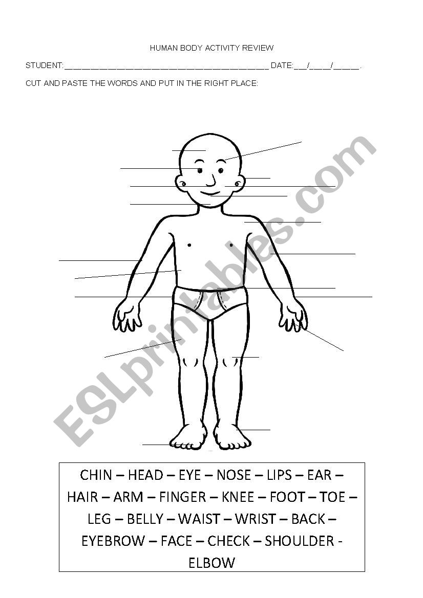 HUMAN BODY worksheet