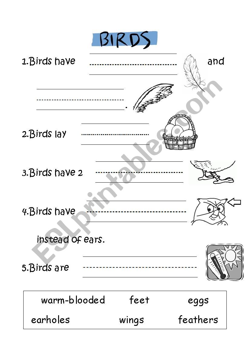 Birds and Characteristics worksheet