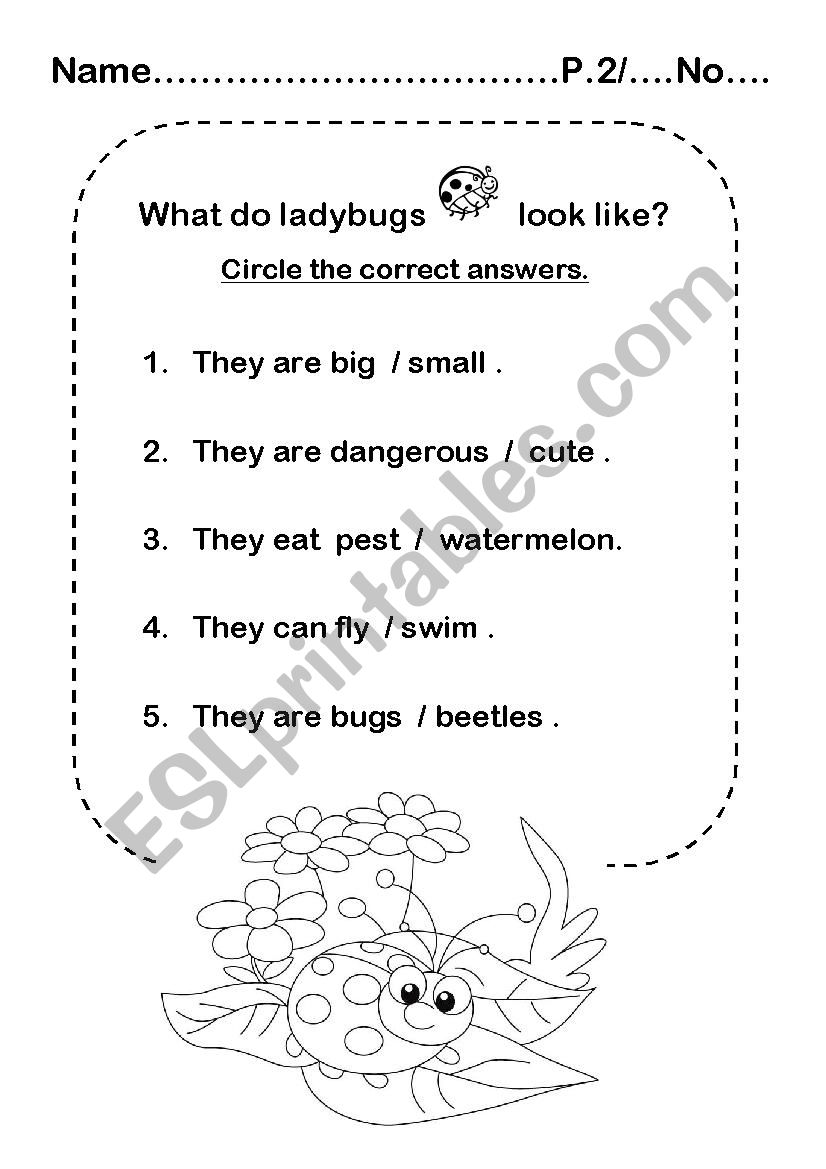 Ladybug worksheet