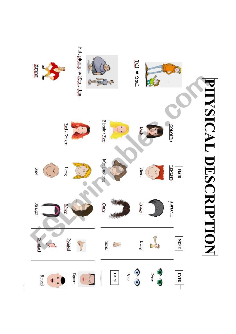 PHYSICAL DESCRIPTION worksheet