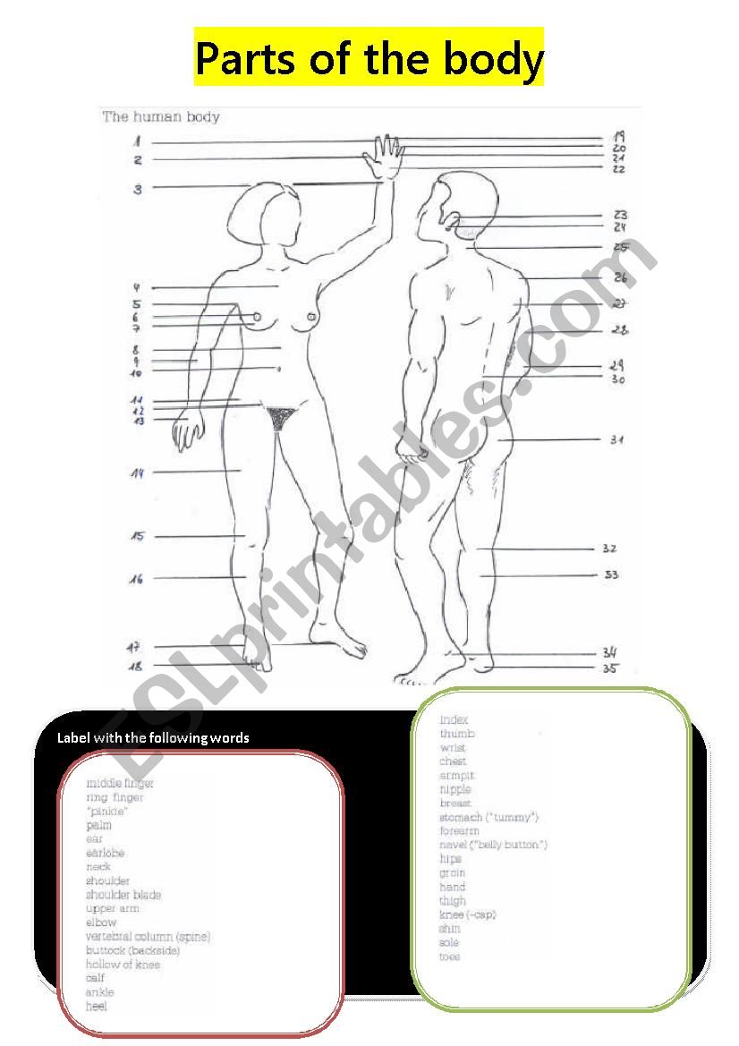 The parts of the body worksheet