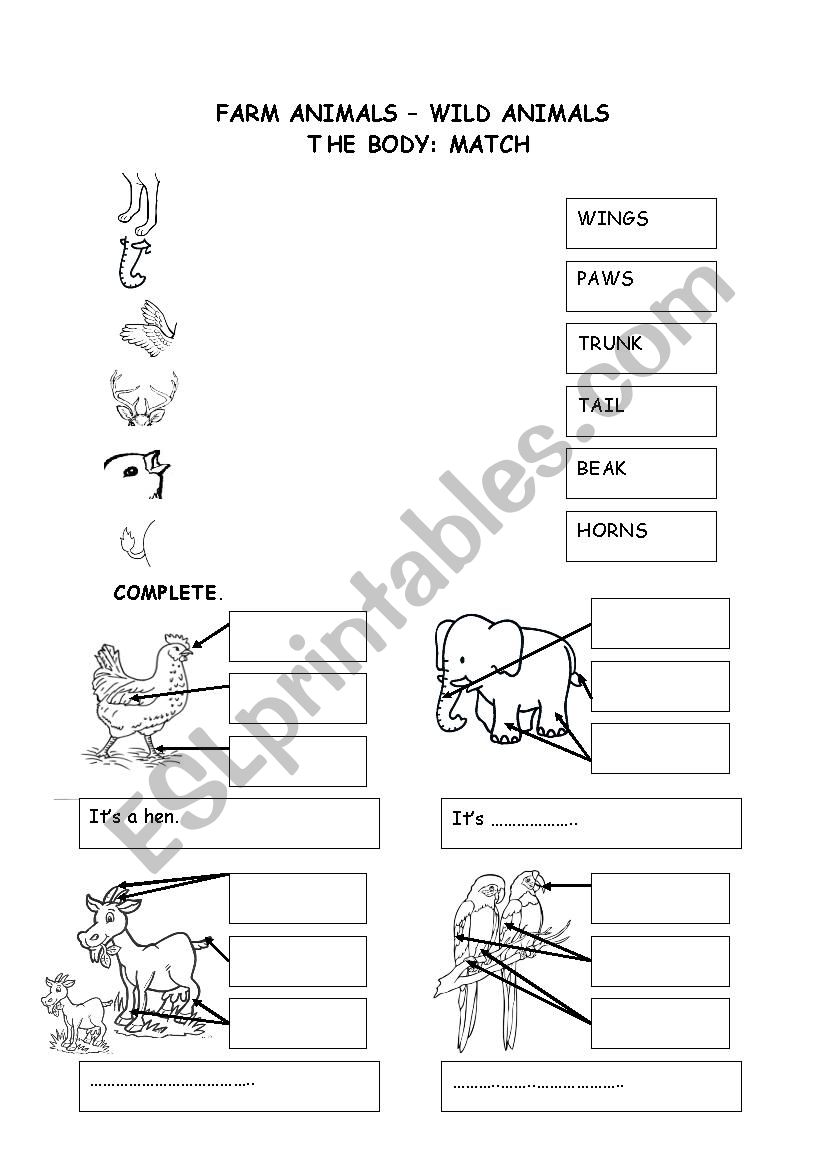 Animals body worksheet