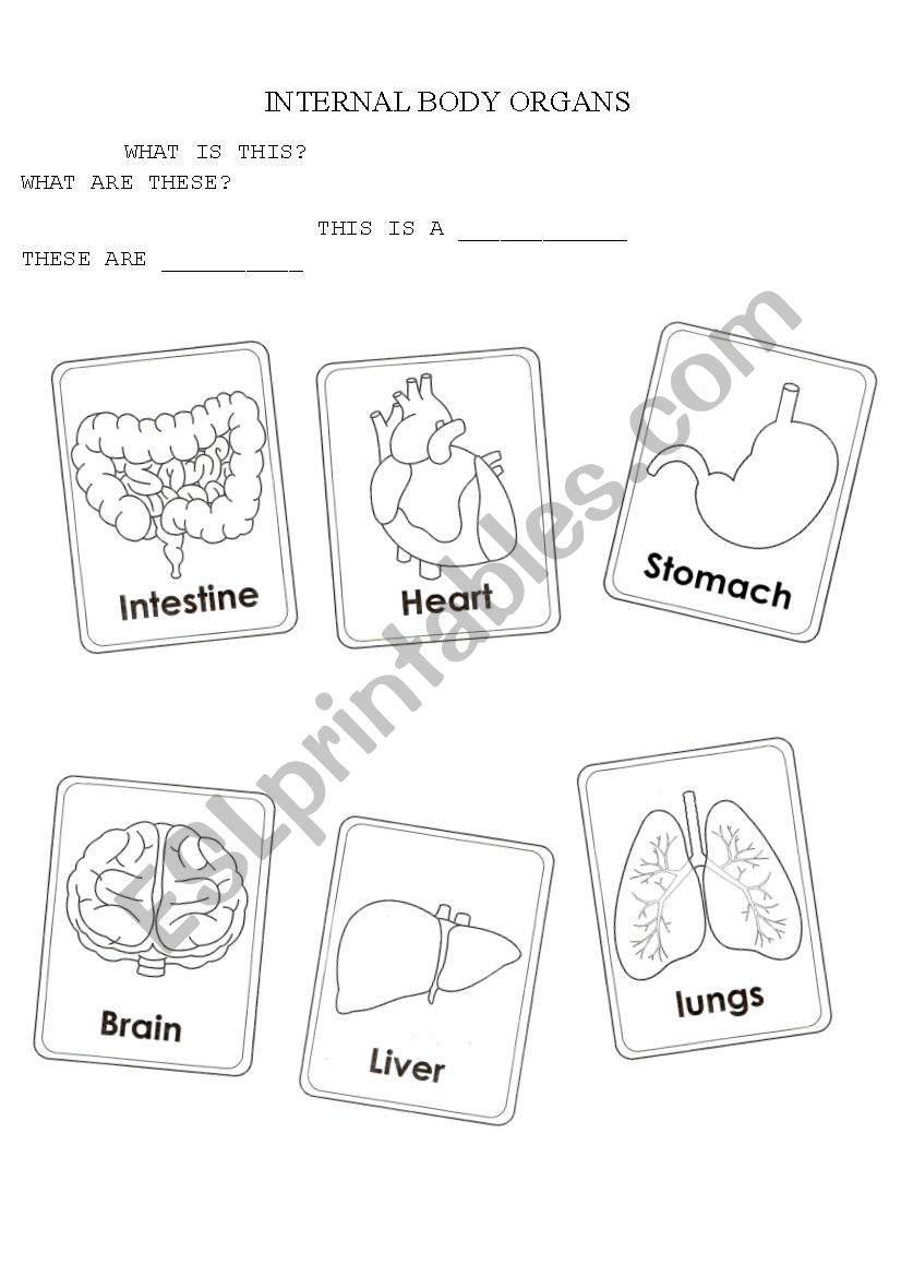 internal body organs worksheet
