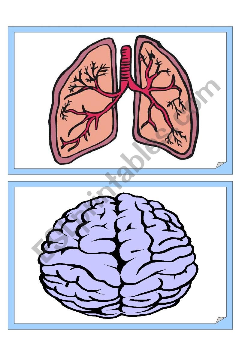 internal body organs worksheet