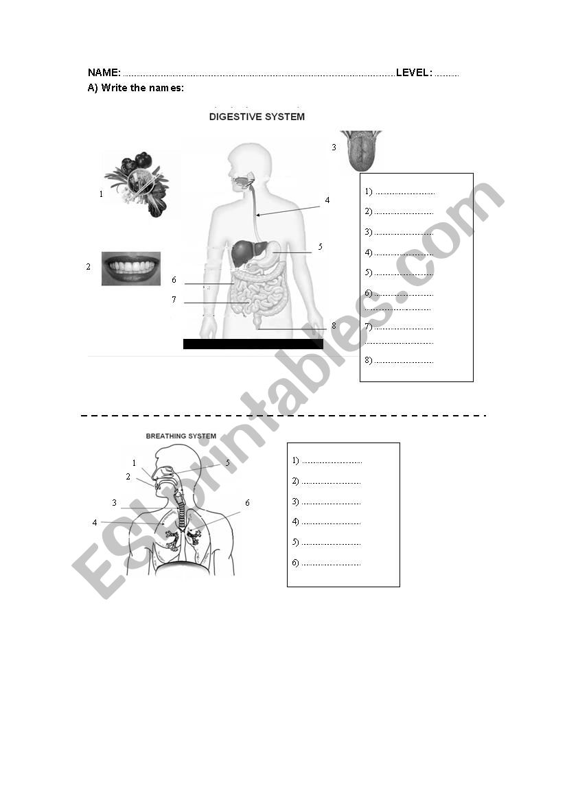 BREATHING AND DIGESTIVE SYSTEM