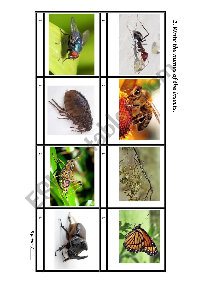 Insects worksheet