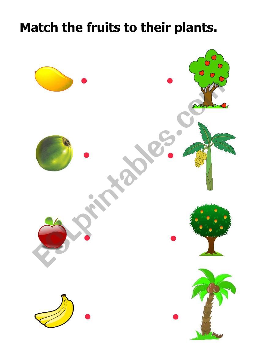 Fruits and their plants worksheet