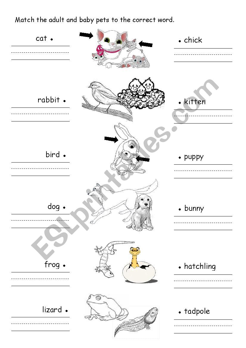 animal worksheet