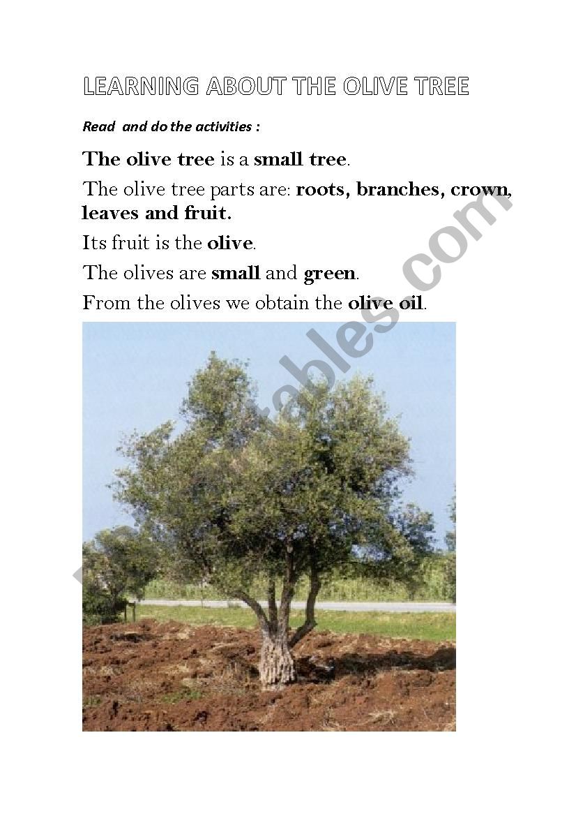 The olive tree information  (part 1)