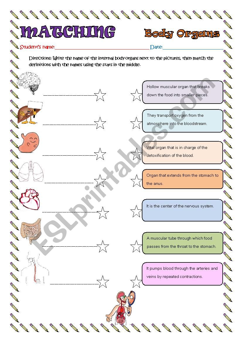 BODY ORGANS (INTERNAL) worksheet