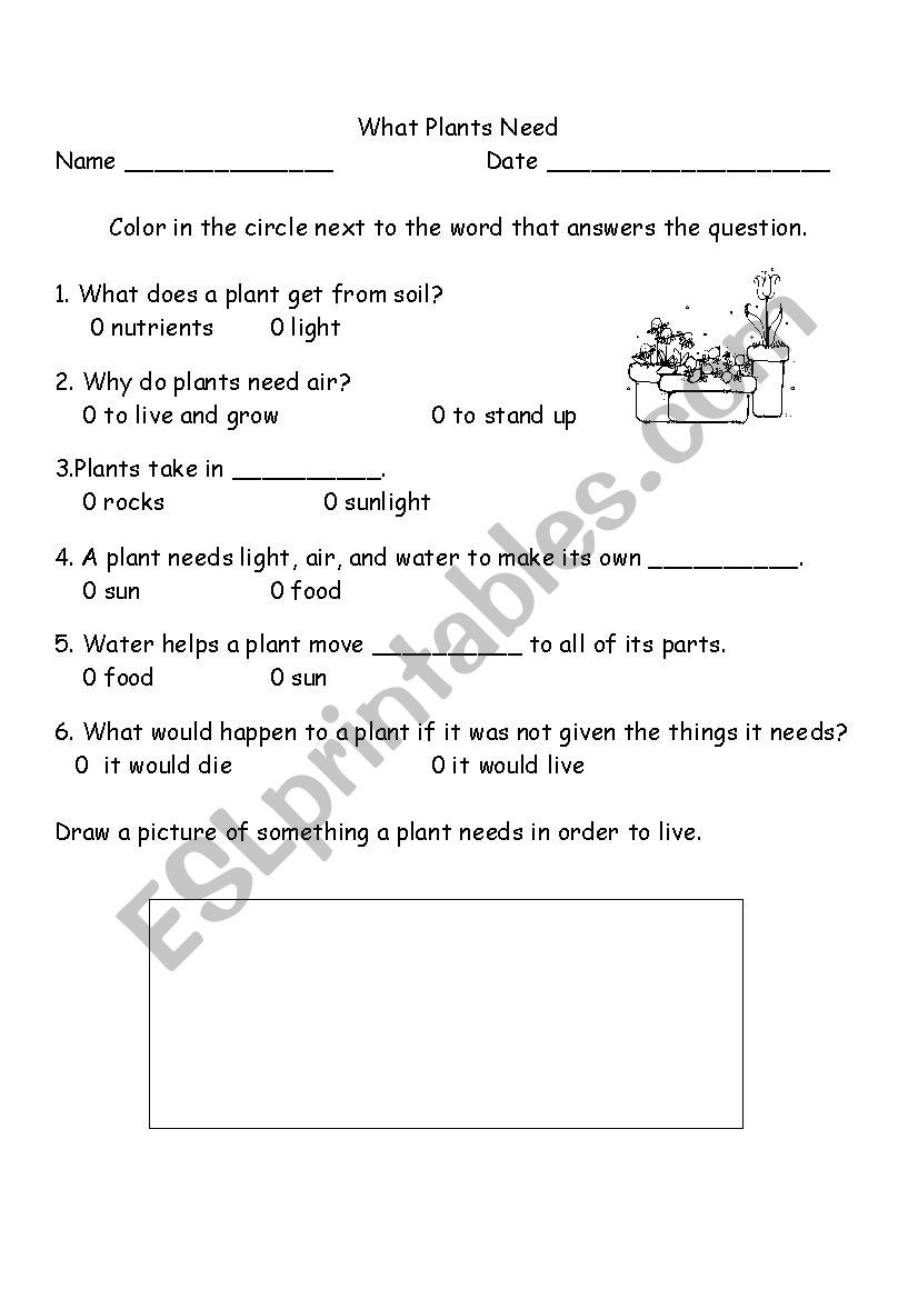 What Plants Need worksheet