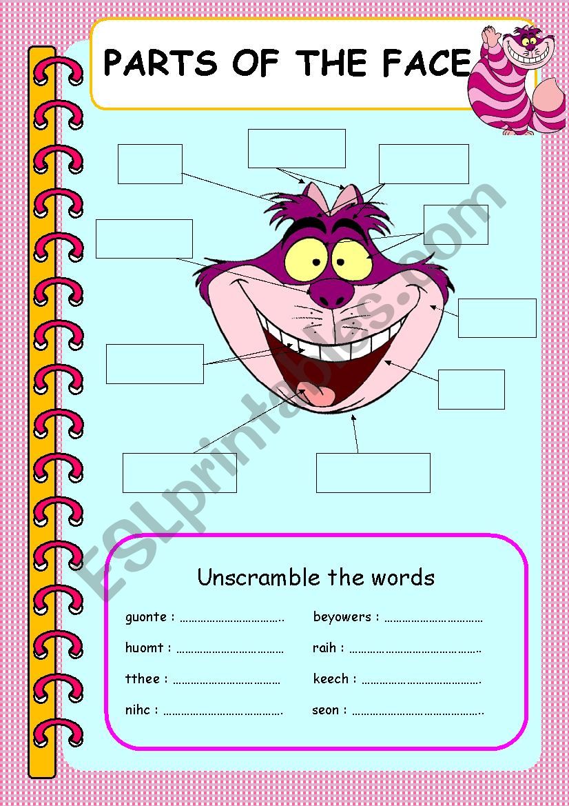 Parts of the face worksheet