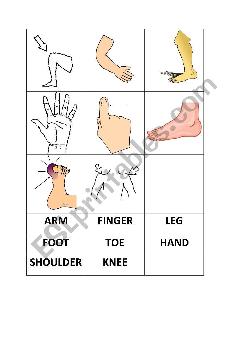 body parts worksheet