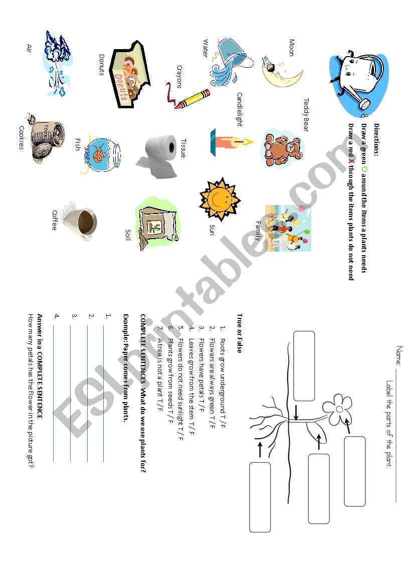 Plants worksheet