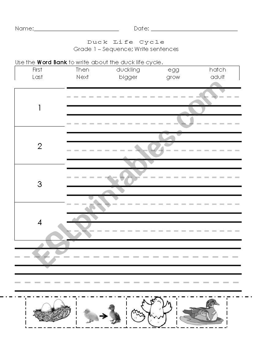 Duck Life Cycle worksheet