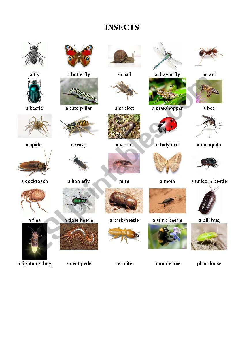 Insects worksheet