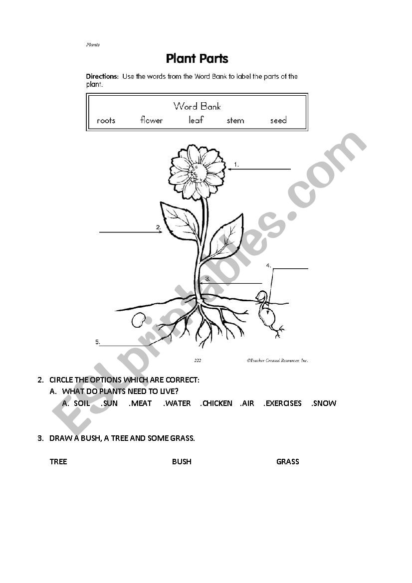 PLANTS worksheet