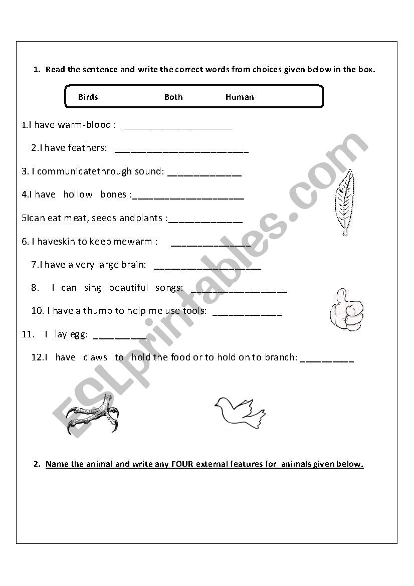 Animal and birds worksheet