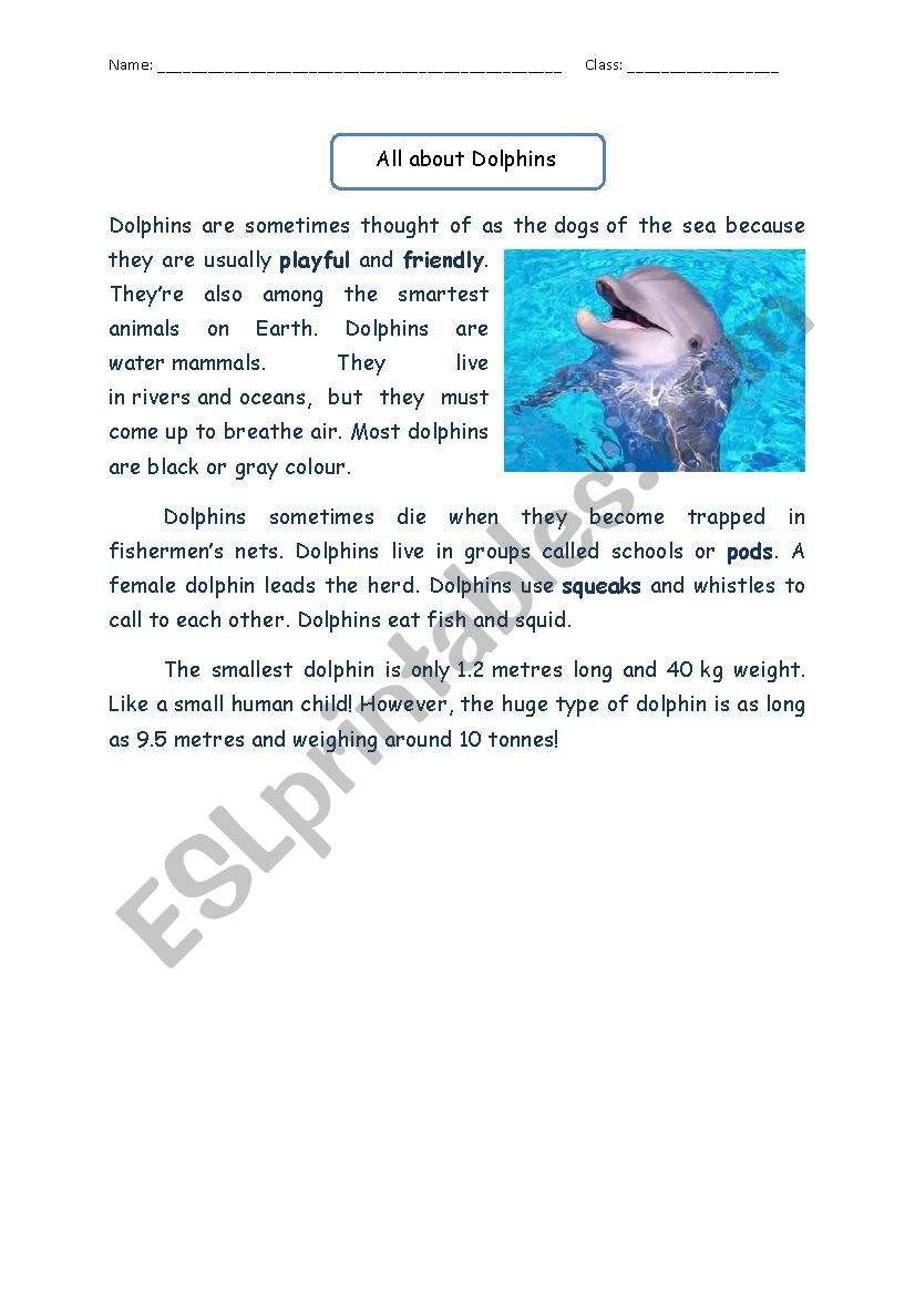 Reading Comprehension: All About Dolphin