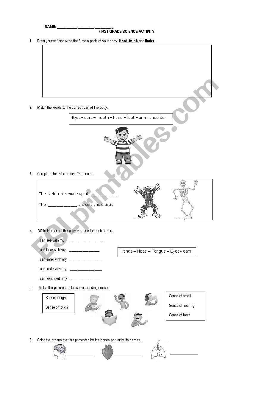 FIRST GRADE SCIENCE WORKSHEET worksheet