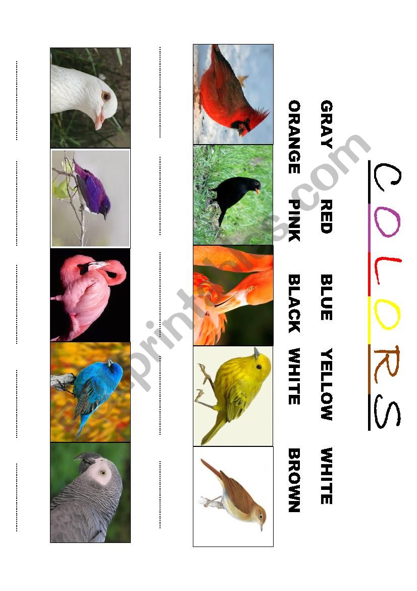 colors worksheet