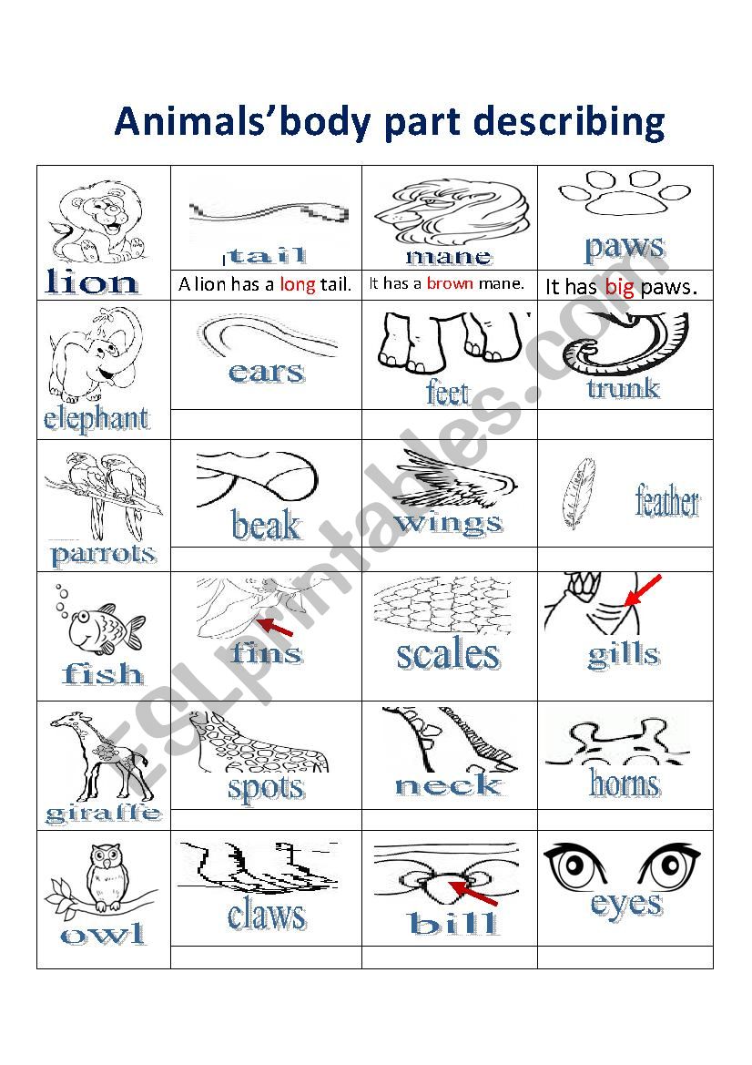 animalsbody parts 1 worksheet
