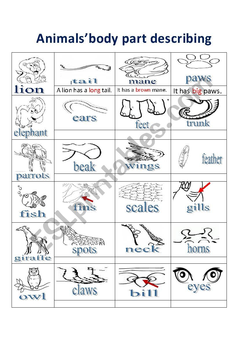 animalsÂ´body parts 1 worksheet