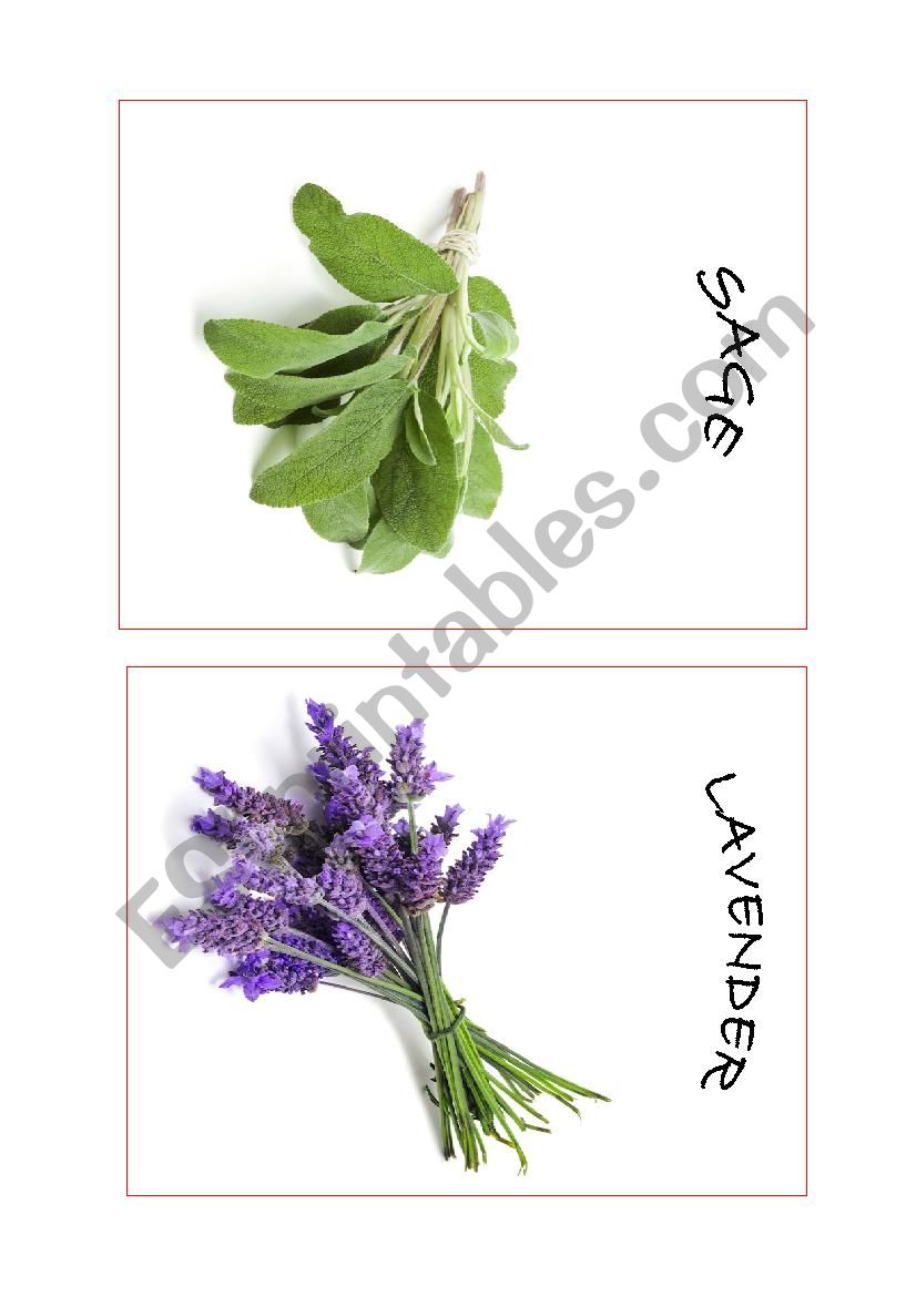Herbs Part 2 worksheet