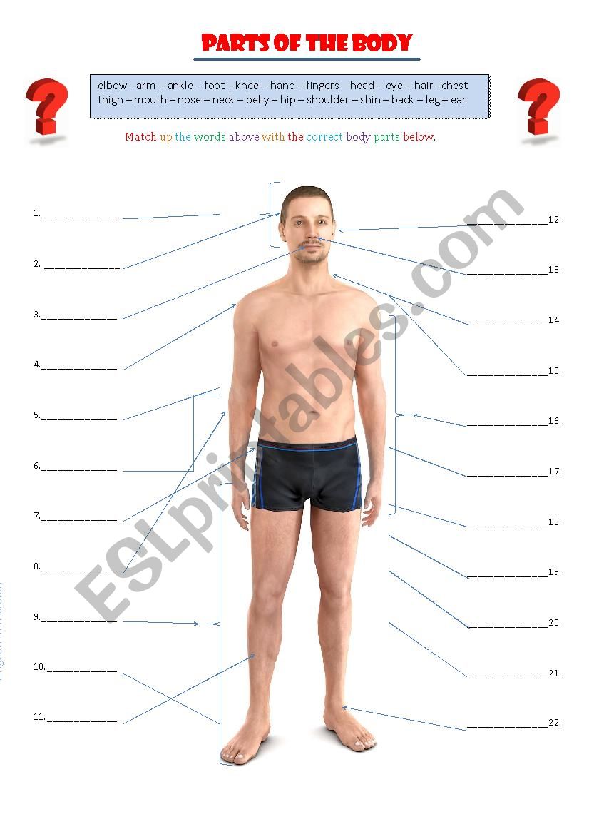 Parts of the body worksheet