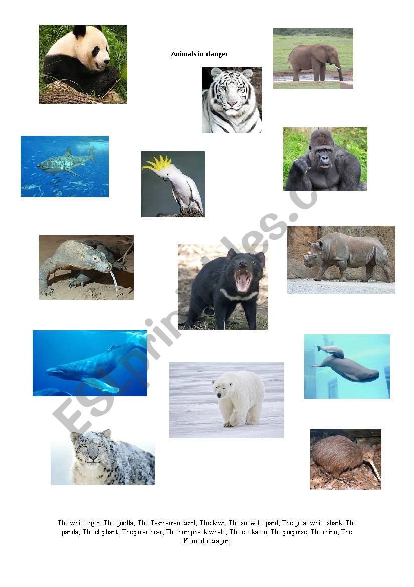 animals in danger worksheet