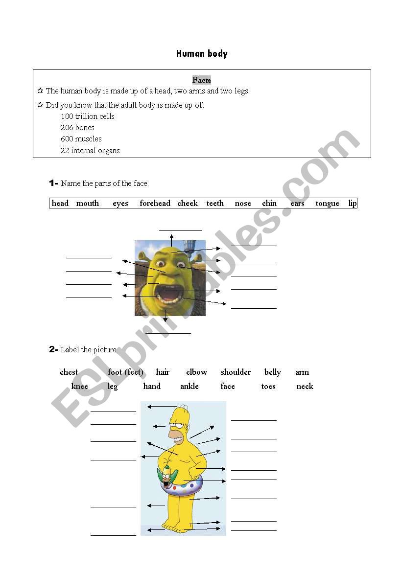 Human body worksheet