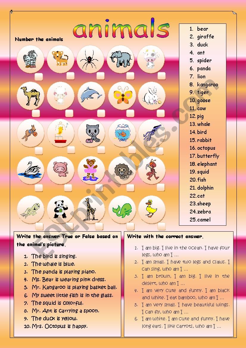 animals worksheet