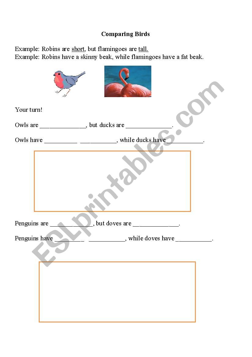 Comparing Birds worksheet