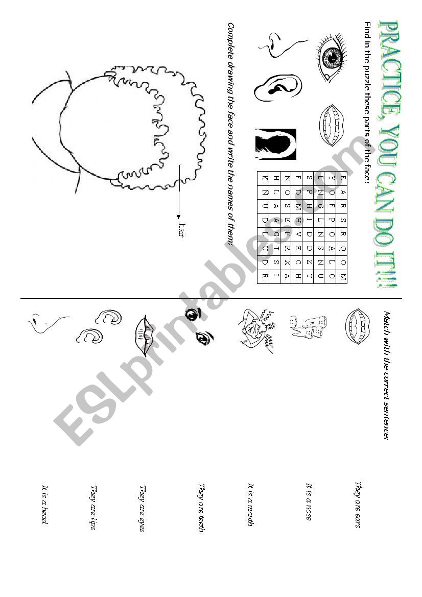 THE PARTS OF THE FACE worksheet