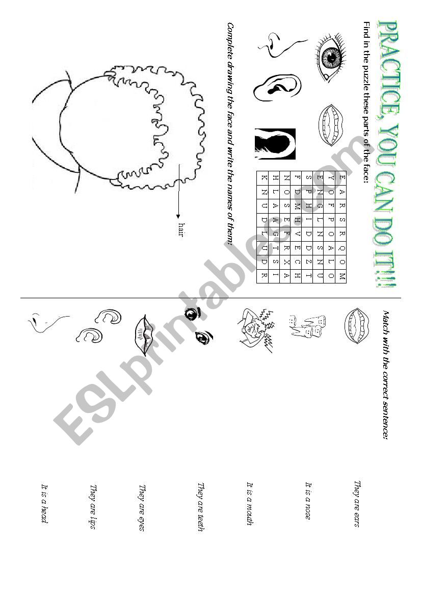 THE PARTS OF THE FACE worksheet