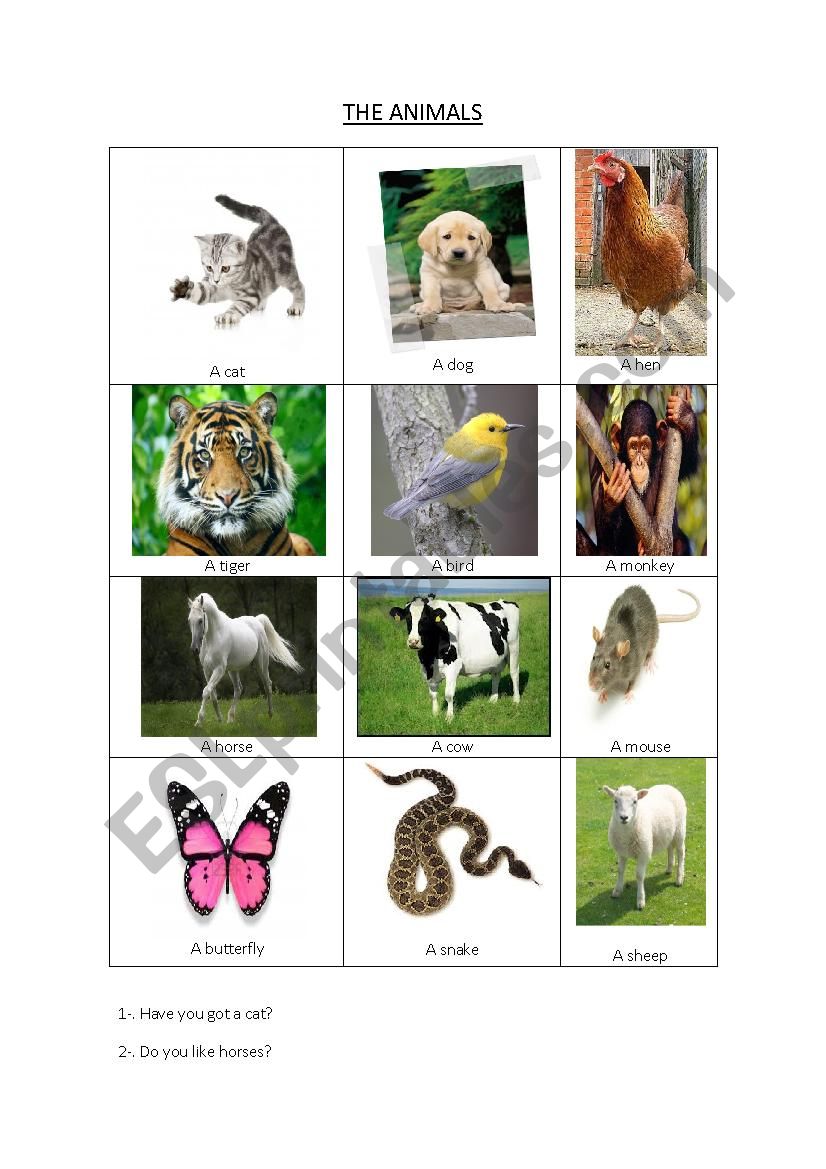 The animals worksheet