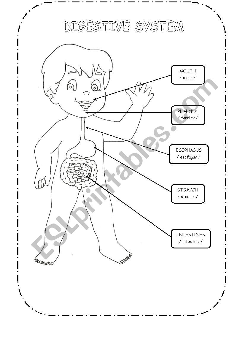 digestive system worksheet