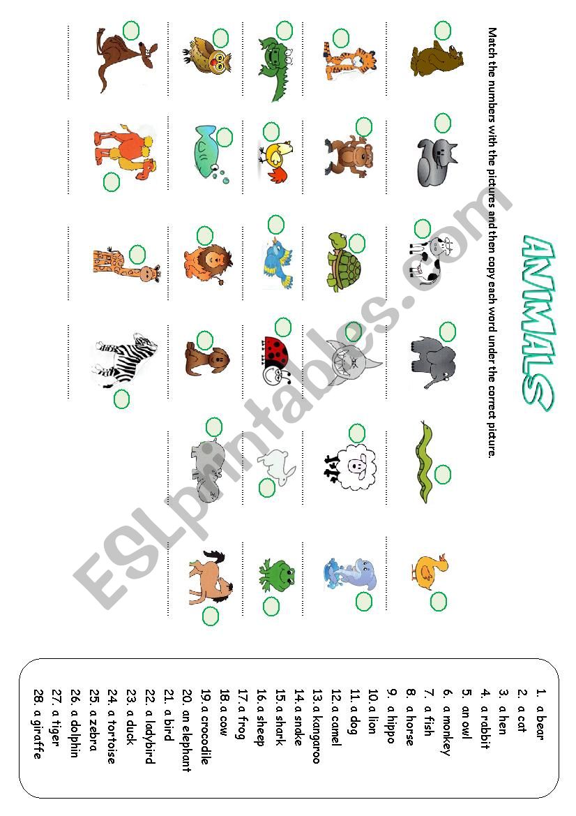 Animals worksheet