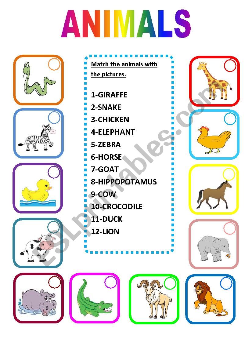 ANIMALS worksheet