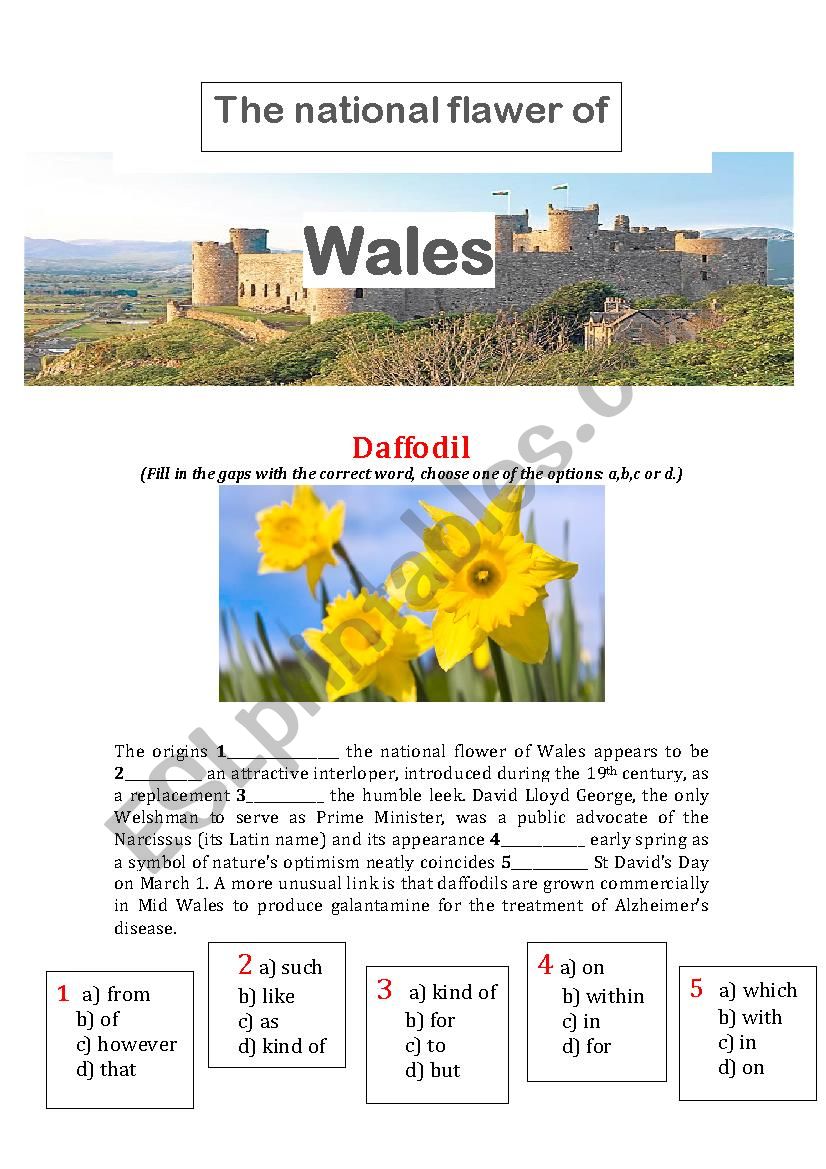 The national flower of Wales worksheet
