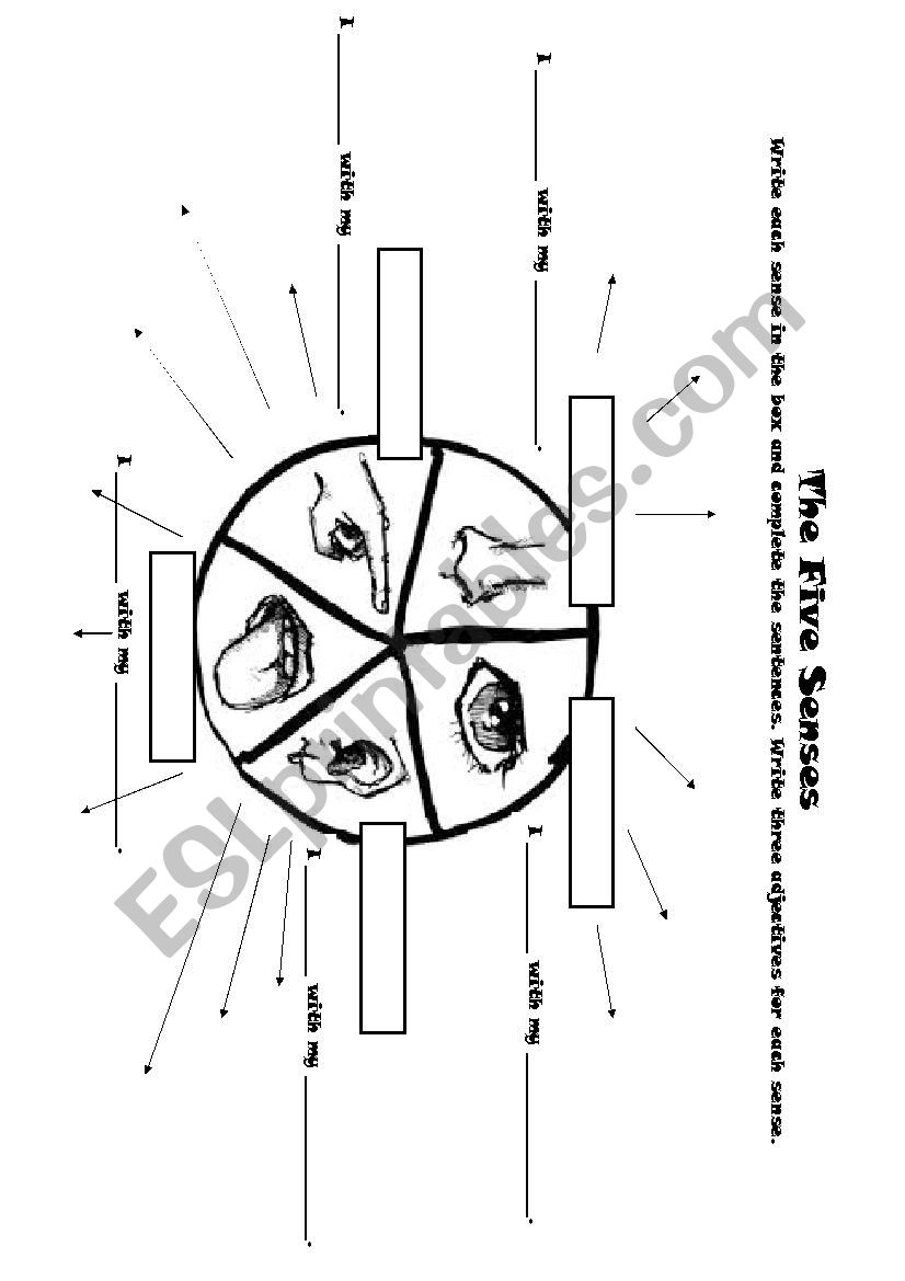 Five Senses Mindmap worksheet