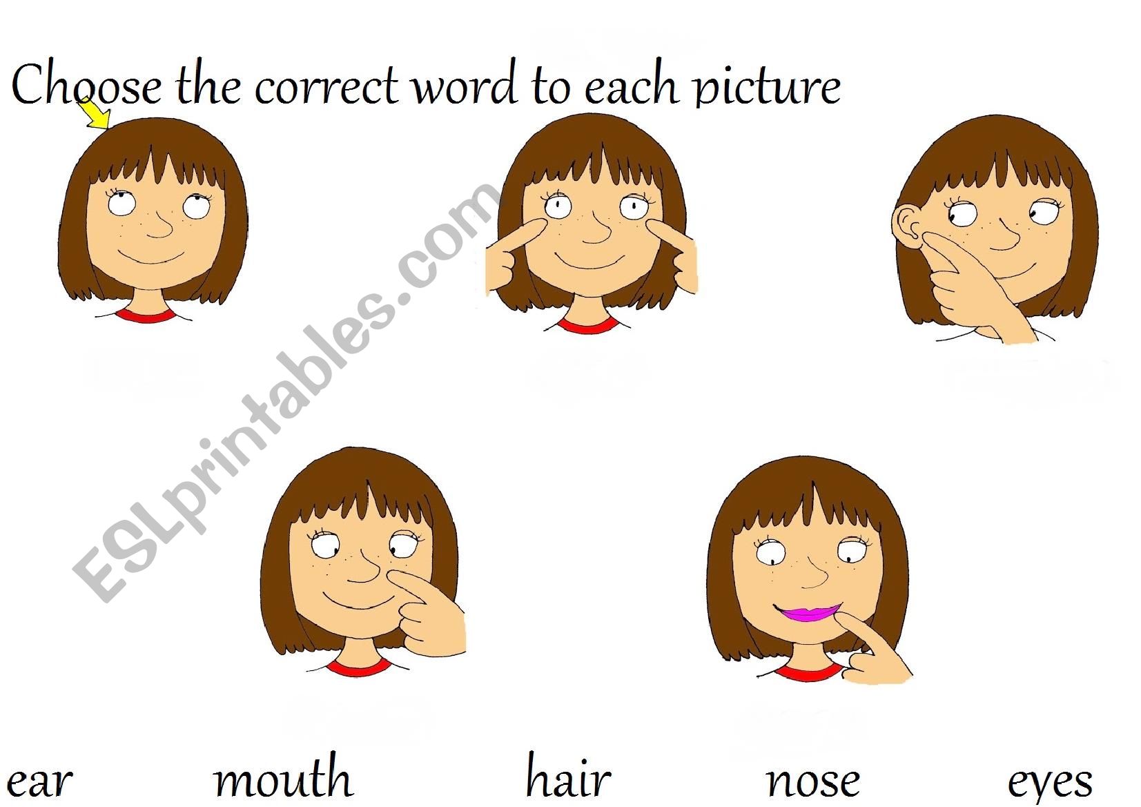 the face worksheet